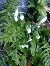 2017-snow-drops